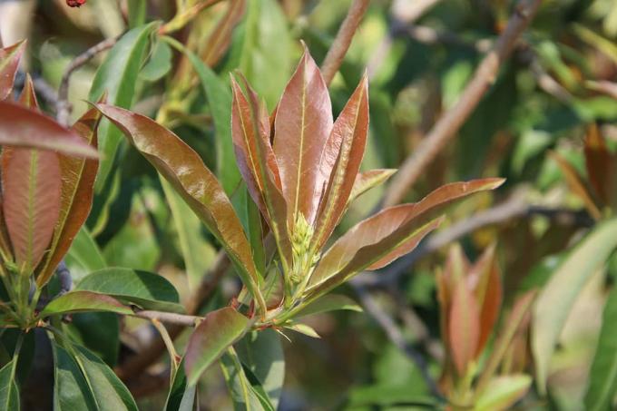 Sparkle Leaf - Photinia davidiana