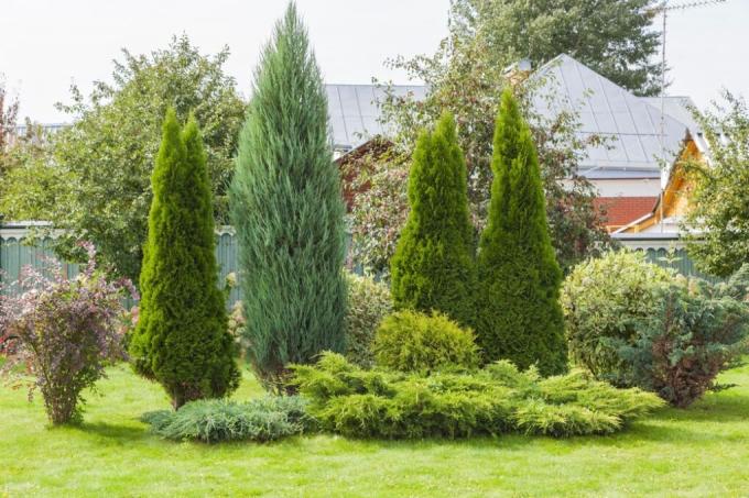 garden-design-with-conifers