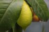 Fighting scale insects on the lemon tree: these home remedies will help