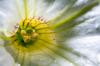نشر زهور البتونيا بنفسك: البذور أو العقل