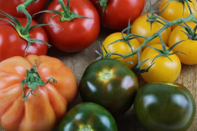 Odrody paradajok - starostlivosť o paradajky