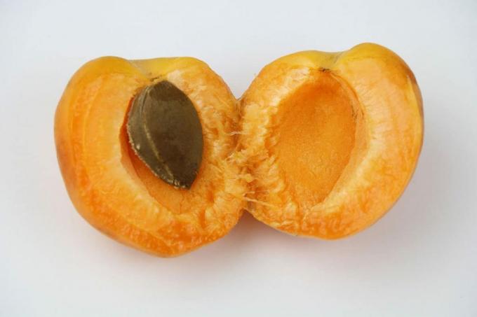 Abricot (Prunus armeniaca)
