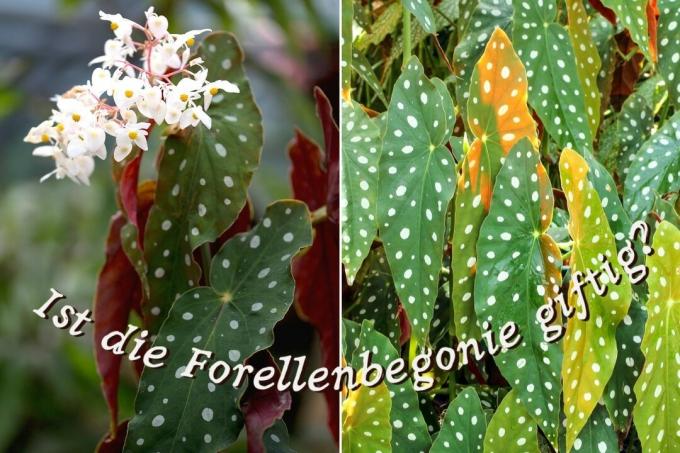 Is the trout begonia poisonous? - title