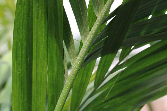Kentia palm, Howea forsteriana