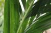 Kentia palmebrune blade: hvad skal man gøre, når den taber blade?