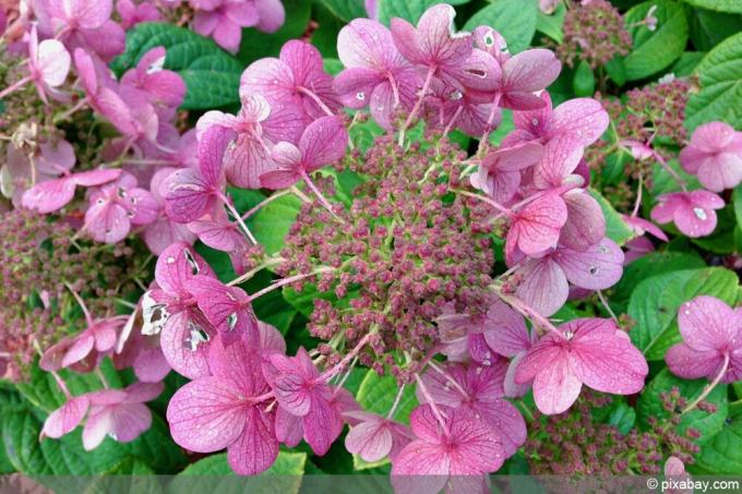 Panicle Hortenzija — Hortenzija paniculata 