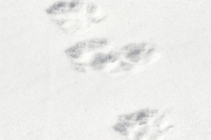 Tracks of the otter in the snow