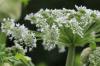 Yarrow mix-up: reconhecer doppelgangers
