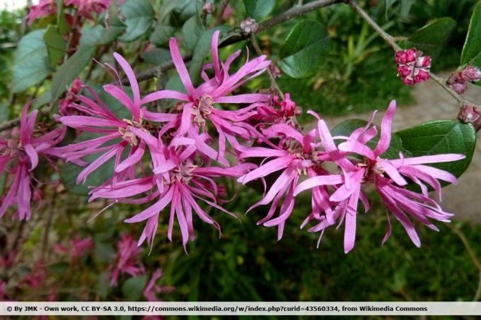 Kemer çiçeği, Loropetalum chinense küvet için dayanıklı bir bitkidir