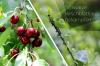 Voška čierna čerešňa: prirodzený boj proti všiam na čerešniach