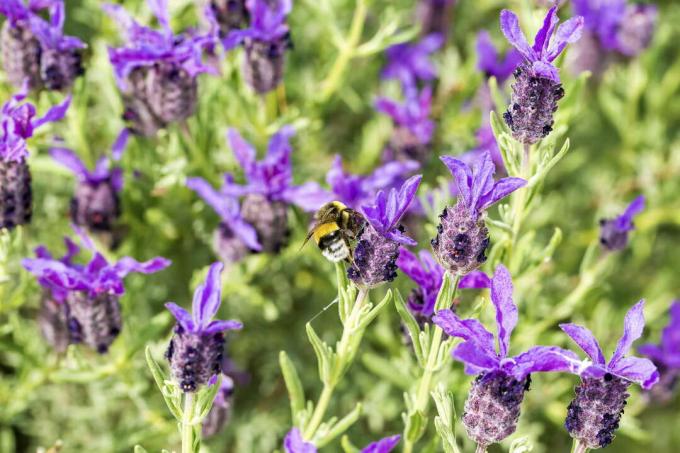 Bumblebee on French lavender
