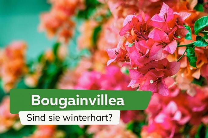 Kolmik lill: kas bugenvillea on vastupidav?