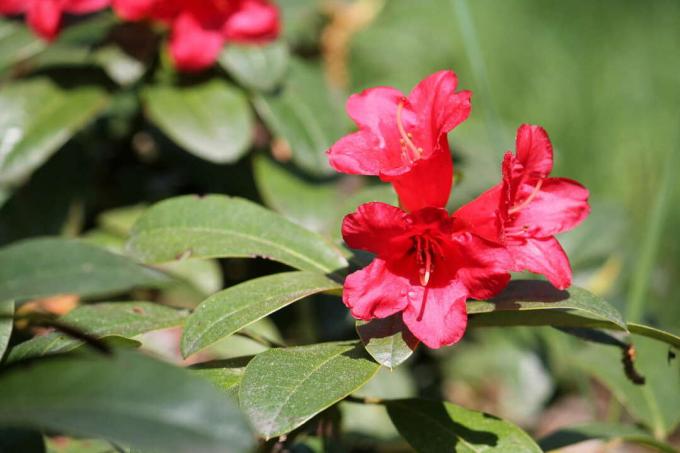 Rhododendron repens kultivar Bengal berbunga