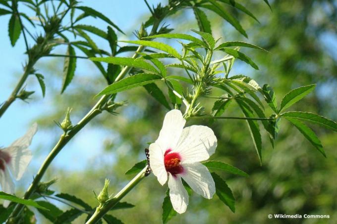 Kenaf (Hibiscus cannabinus)