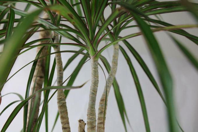 Dracaena marginata pisarniška rastlina