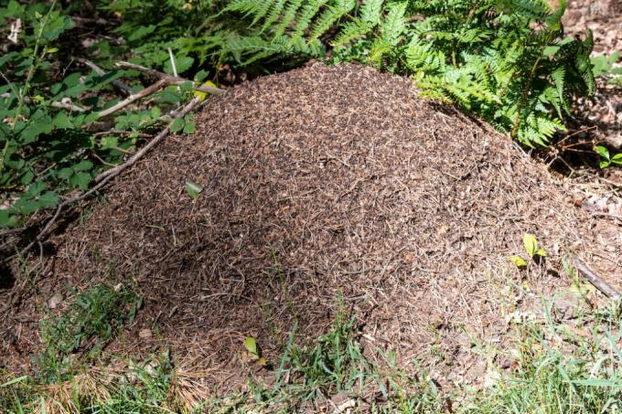 mesi-formiche-attive