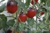 Indigo Kumquat: Plant og pleje tomaten