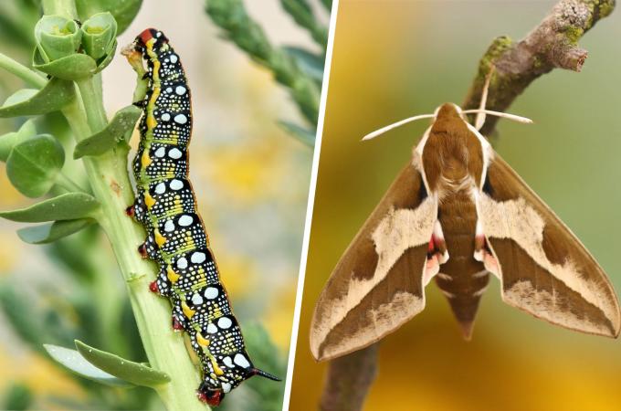 A lagarta e a mariposa adulta da serralha hawkmoth