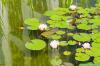 Alge plutitoare în iaz: 10 sfaturi pentru îndepărtarea lor