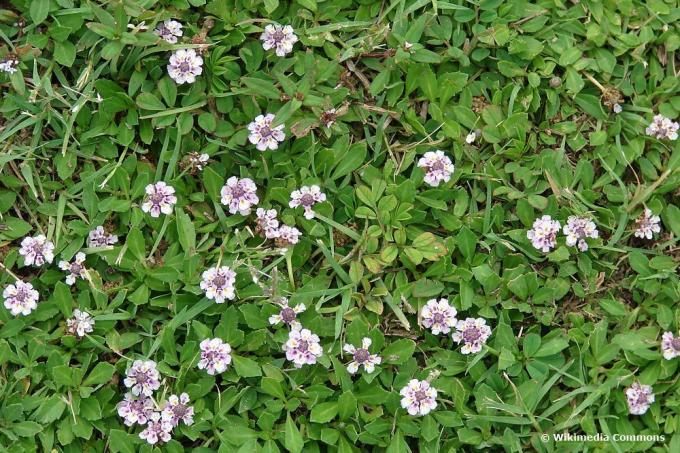Sürünen halı mine çiçeği (Phyla nodiflora)