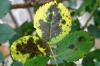 Black spot on roses: recognize and combat