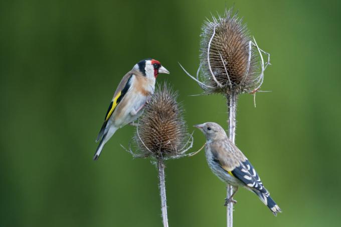 Goldfinch young bird and older bird