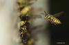 Yaban arısı yuvası: Cephe / klinker yalıtımının arkasında eşekarısı ile savaşın