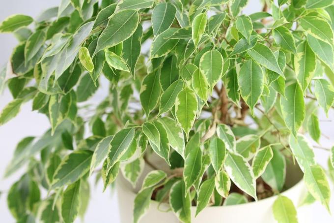 Gråtende fiken (Ficus benjamina)