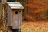 Cleaning the nest box: when and how to do it?