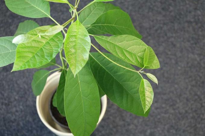 giftiga krukväxter: övervintra avokado i rummet