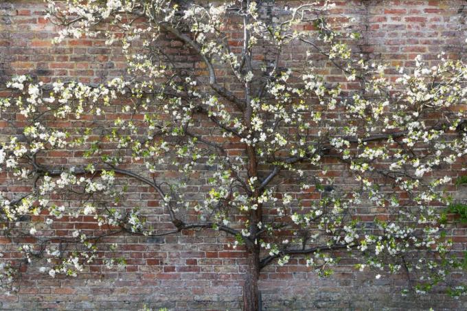 Espalier plommon fruktträd på en vägg