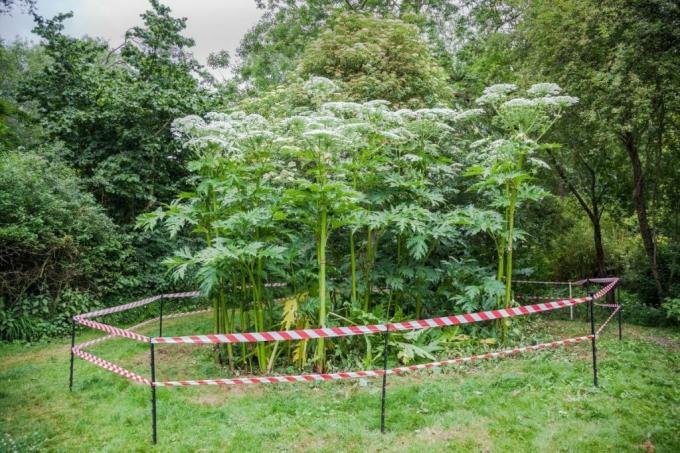 Giant hogweed cordoned off
