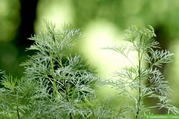 Southernwood - Artemisia abrotanum - erba di cola
