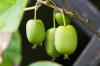 Plante kiwibær: tips for dyrking av minikiwi
