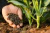 Fertilizzante NPK: definizione di termini e vantaggi