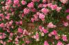 Održavanje ruža penjačica: zalijevanje, rezanje i gnojidba