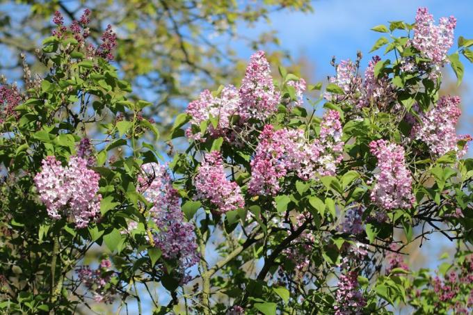 Propagate lilacs and grow them yourself