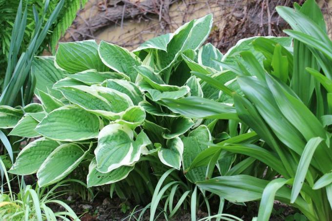 Witgerande grijsbladige funkie is een prachtige vaste plant voor sierblad