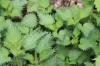 Fighting nettles: 4 natural ways to destroy them