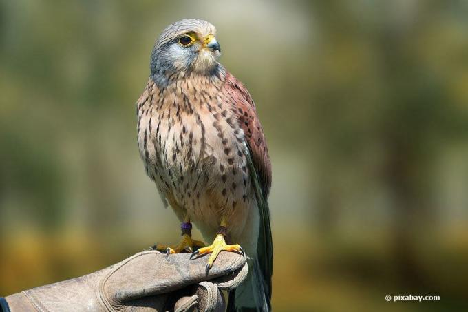 Κοινό κικινέζι, Falco tinnunculus