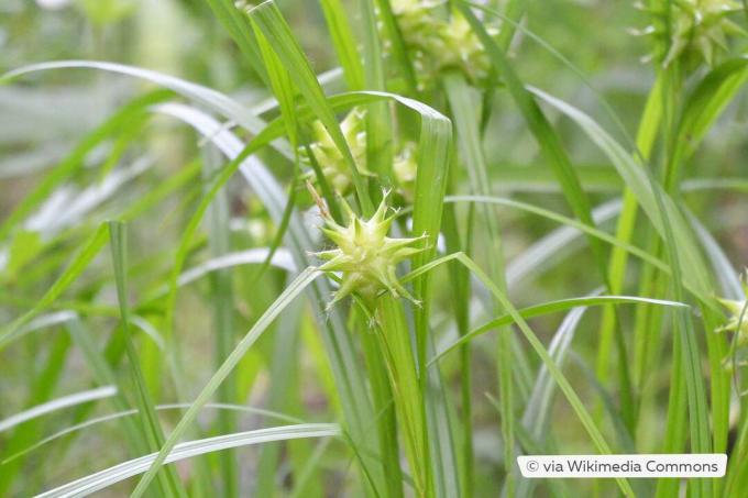 Turzyca poranna (Carex grayi)