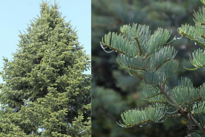 Colorade fir (Abies concolor), large trees