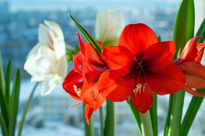 Amaryllis flowers in red and white