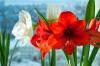 Amaryllis dopo la fioritura: tutto ciò di cui hai bisogno in estate