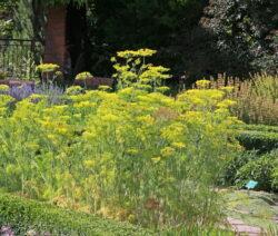 blooming dill in the garden