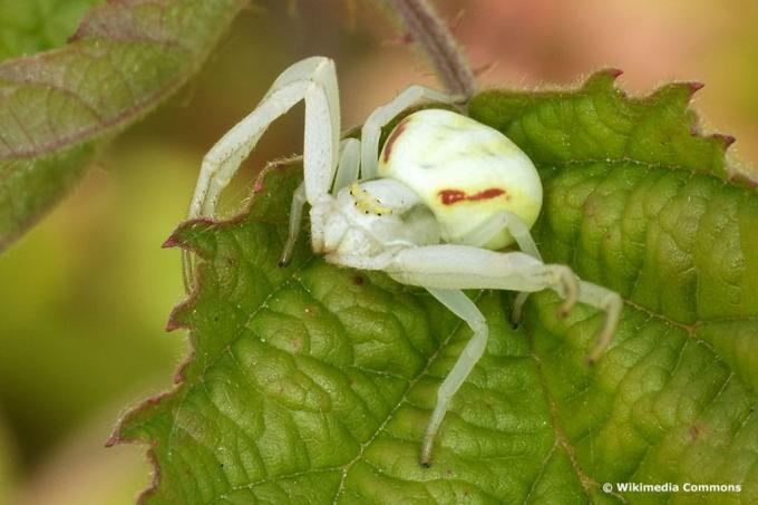 Crab spider (Isumena vatia)