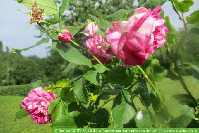 исторические сорта роз: Commandant Beaurepair