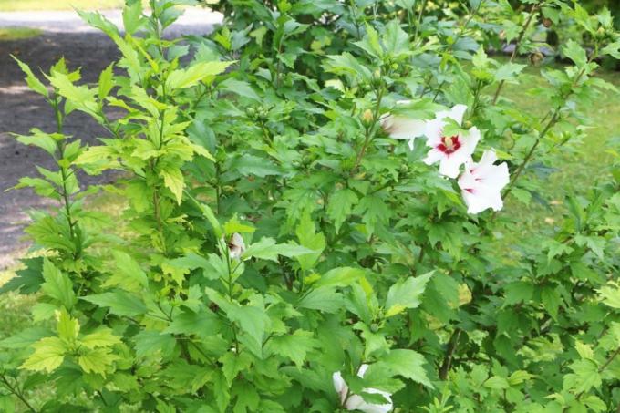 Hibiscus de grădină - Hibiscus syriacus