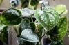 Spotted Ivy: cura, posizione e propagazione