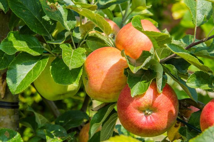 elmalı yaz aylarında elma ağacı
